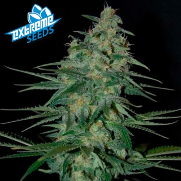 Sweet Tooth Autoflowering